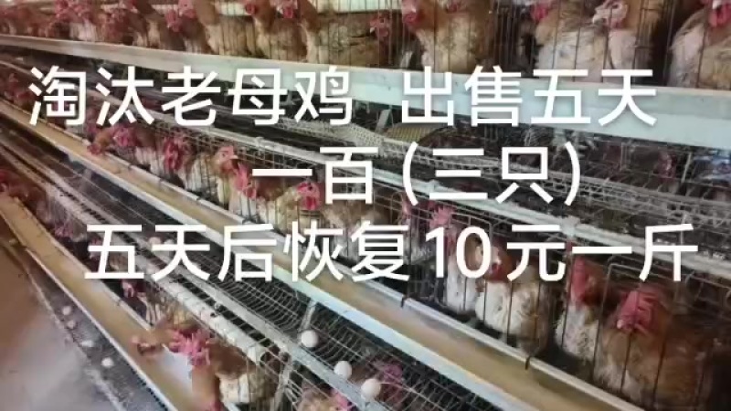 老母鸡