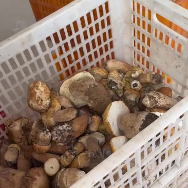 云南野生菌