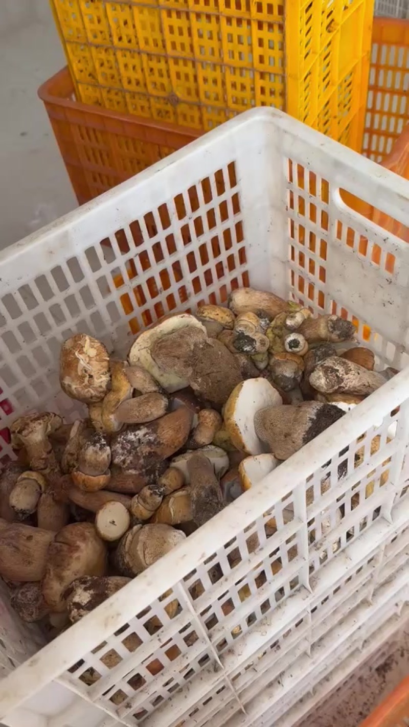 云南野生菌