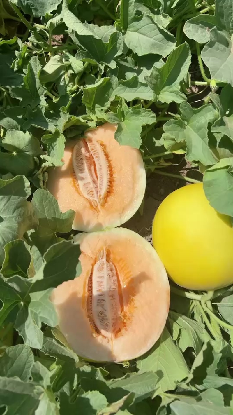 金红宝