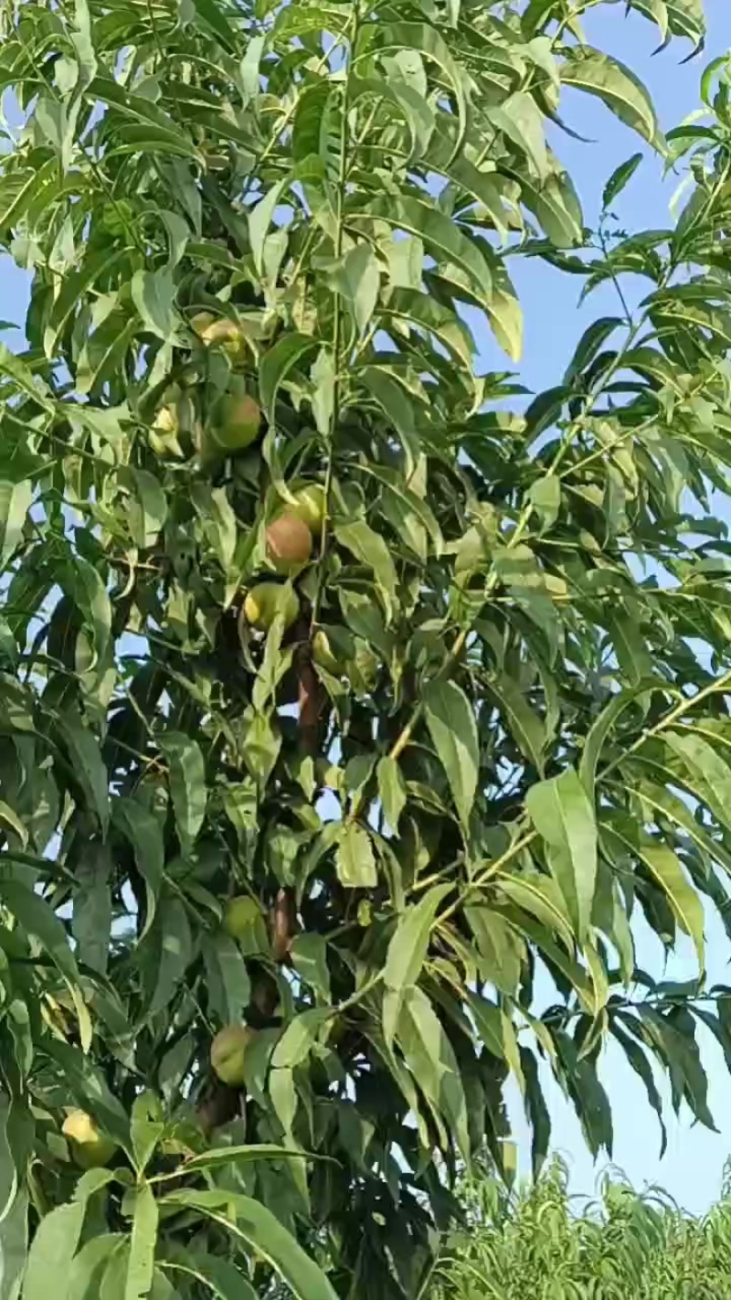 珍珠七月桃