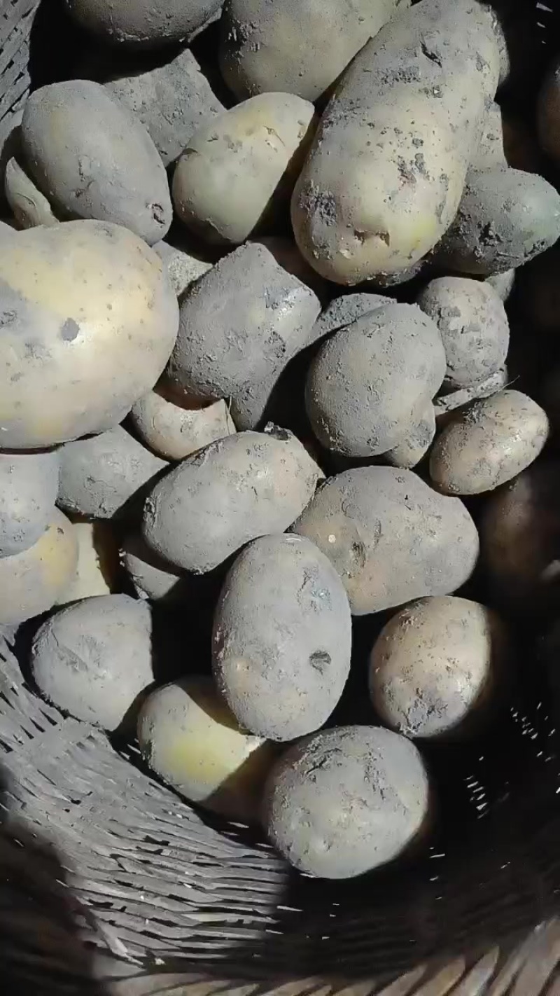 土豆