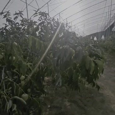 大荔冬枣