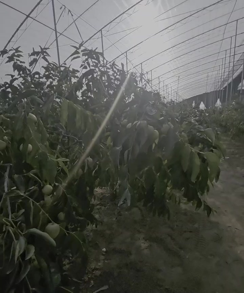 大荔冬枣