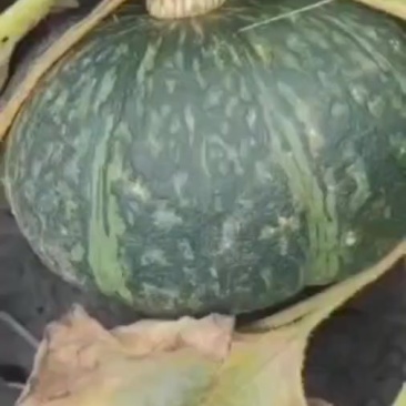 板栗南瓜