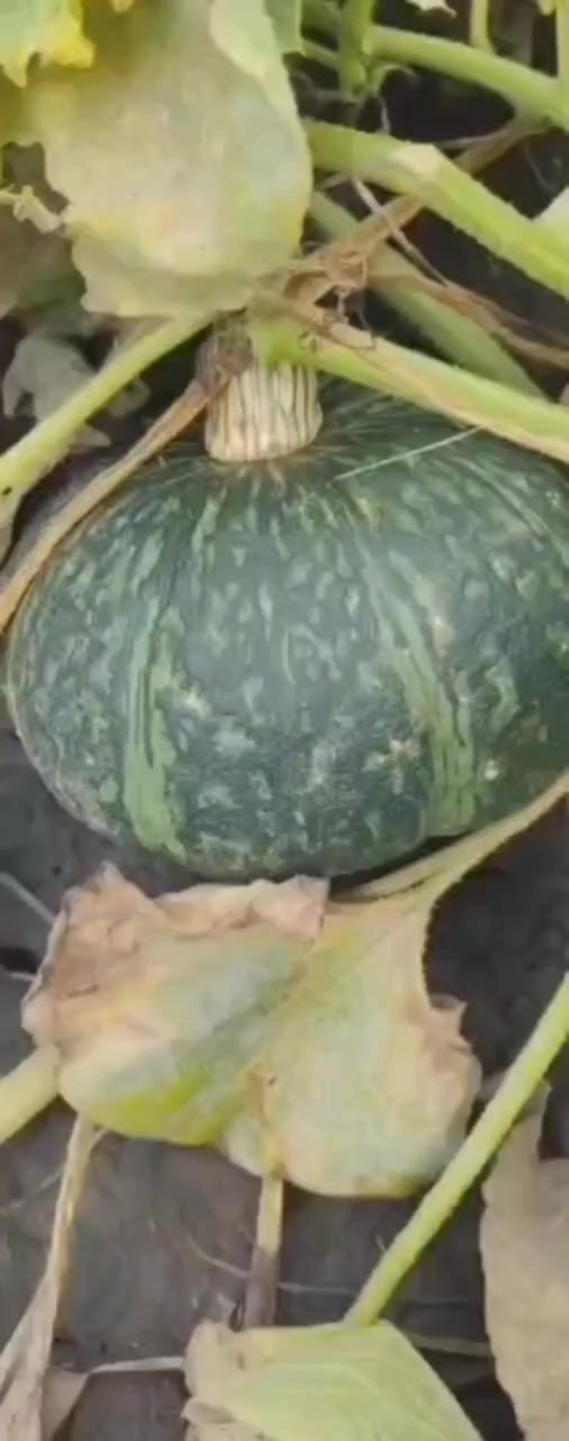 板栗南瓜