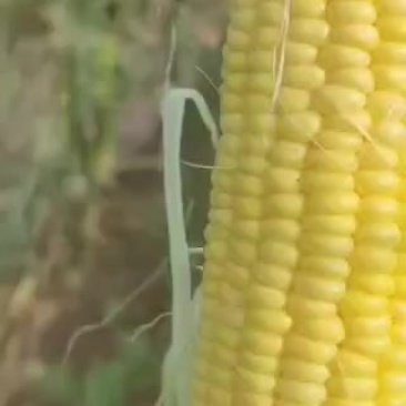 水果玉米