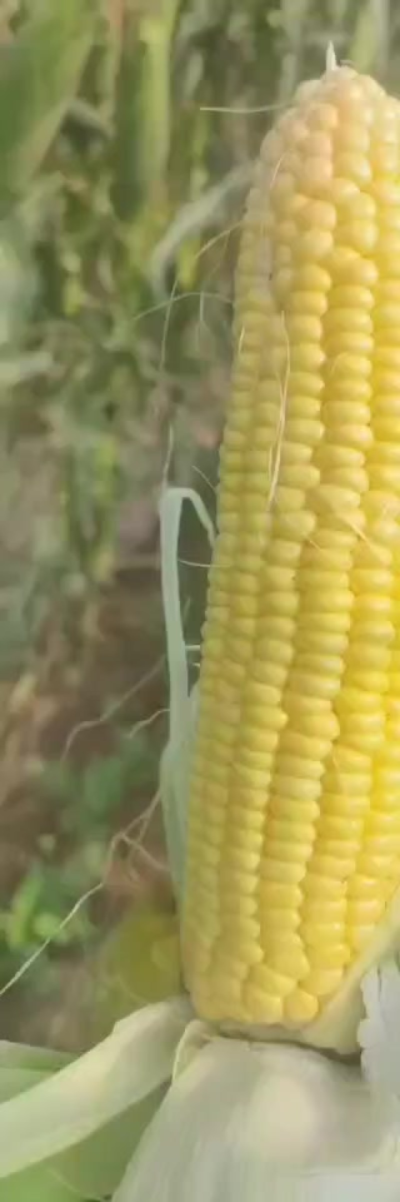水果玉米