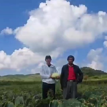 莲花白