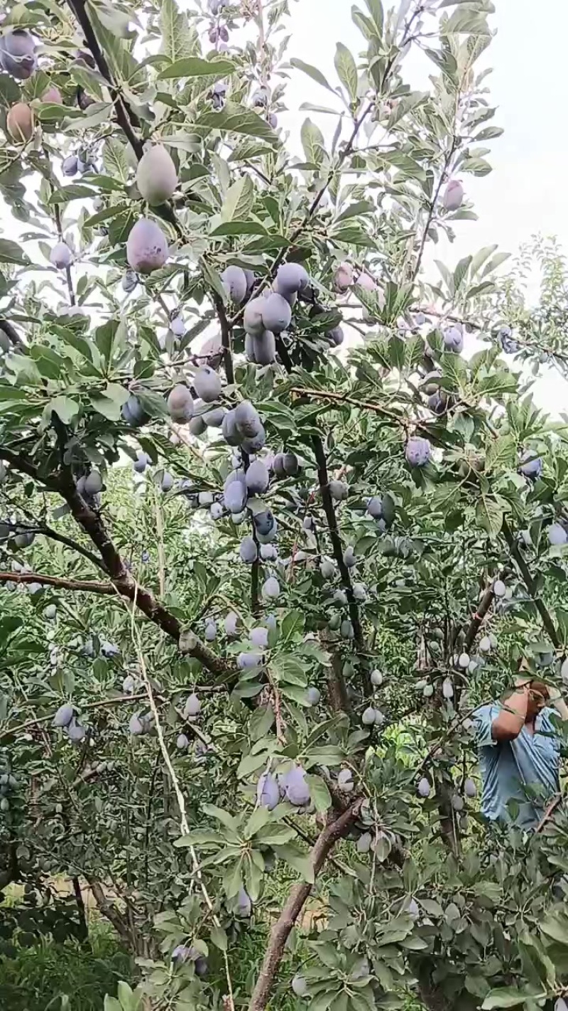 蓝西梅