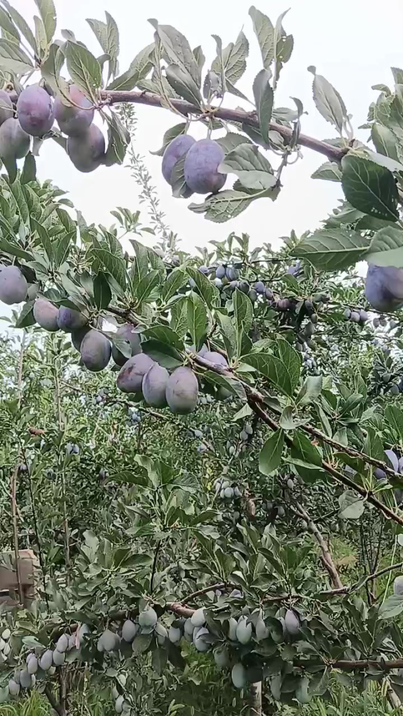 蓝西梅