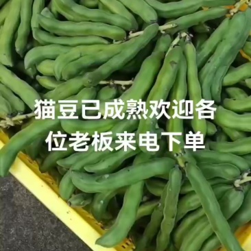 自产自销狗瓜