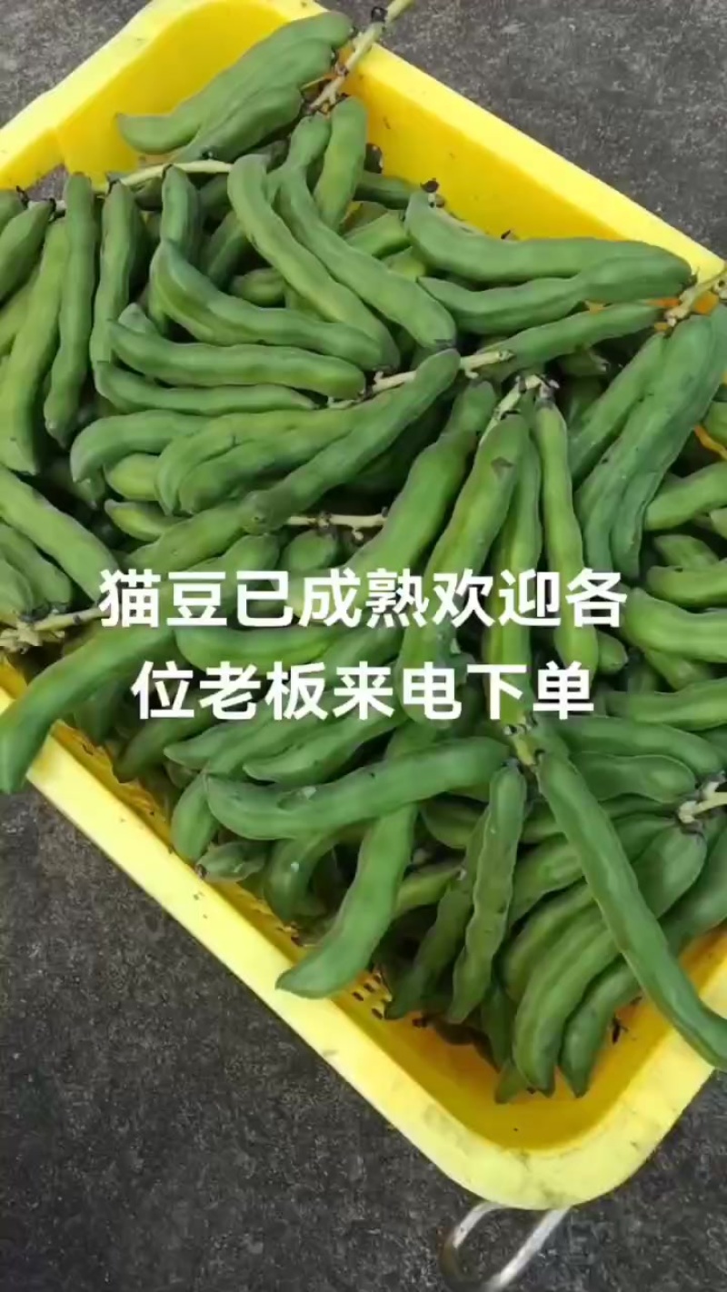 自产自销狗瓜