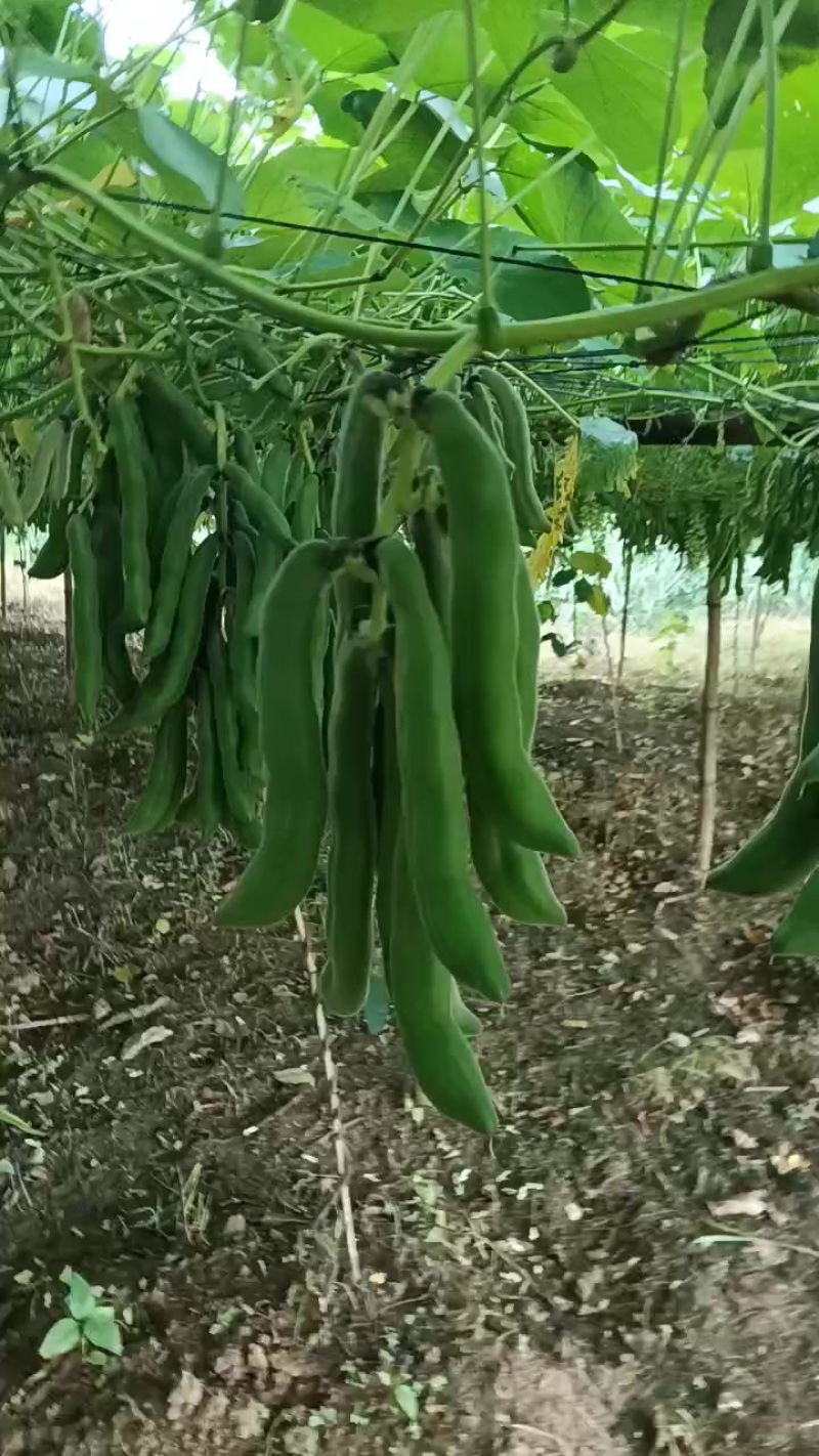 自产自销狗瓜