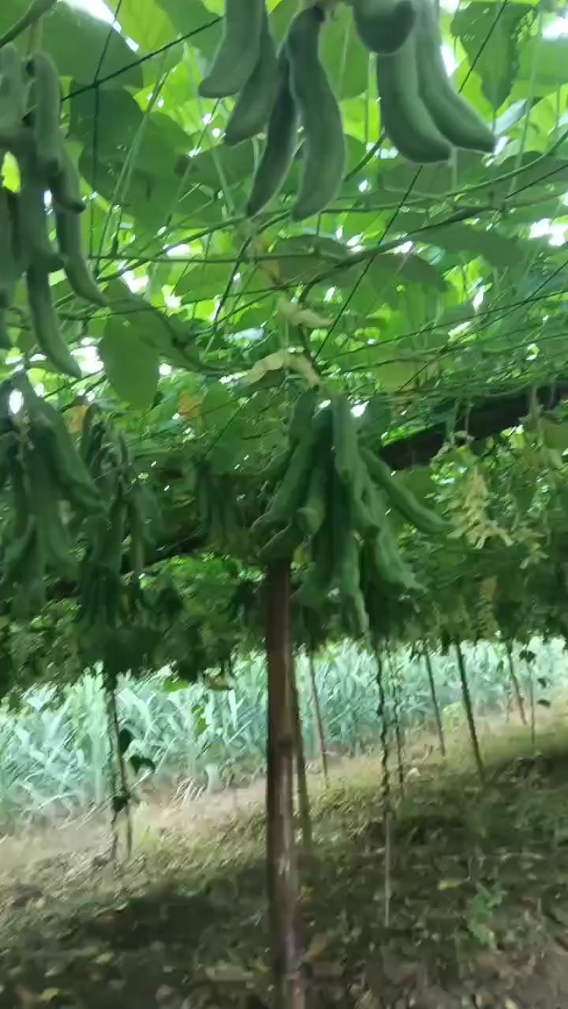 自产自销狗瓜