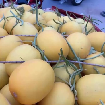 金红宝