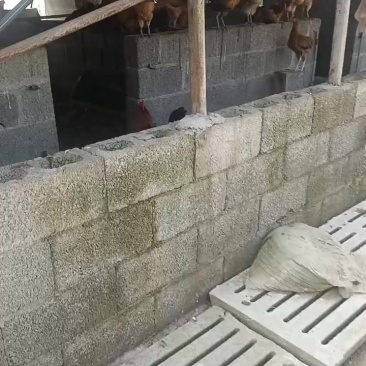 散养土鸡