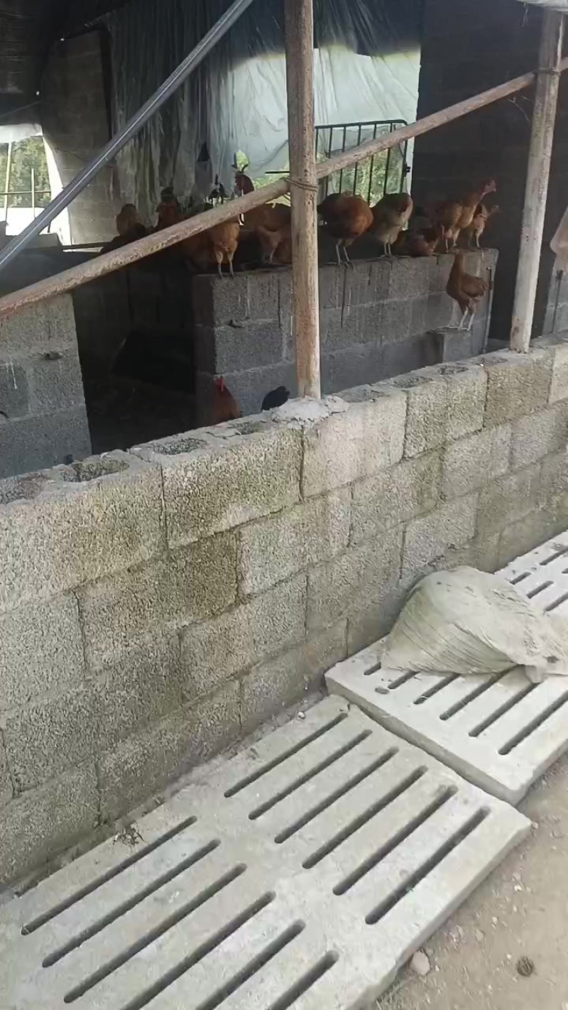 散养土鸡