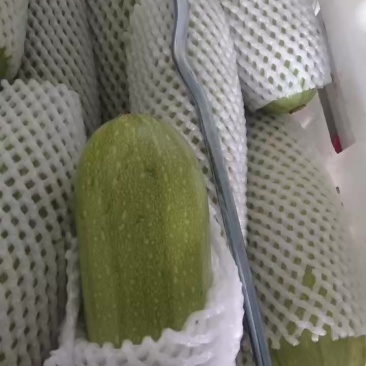 精品西葫芦
