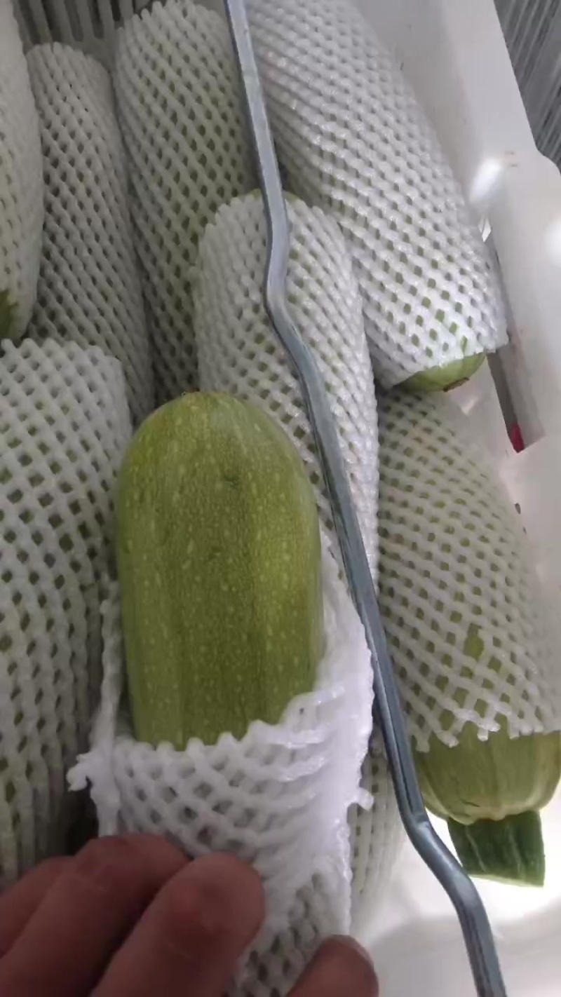 精品西葫芦