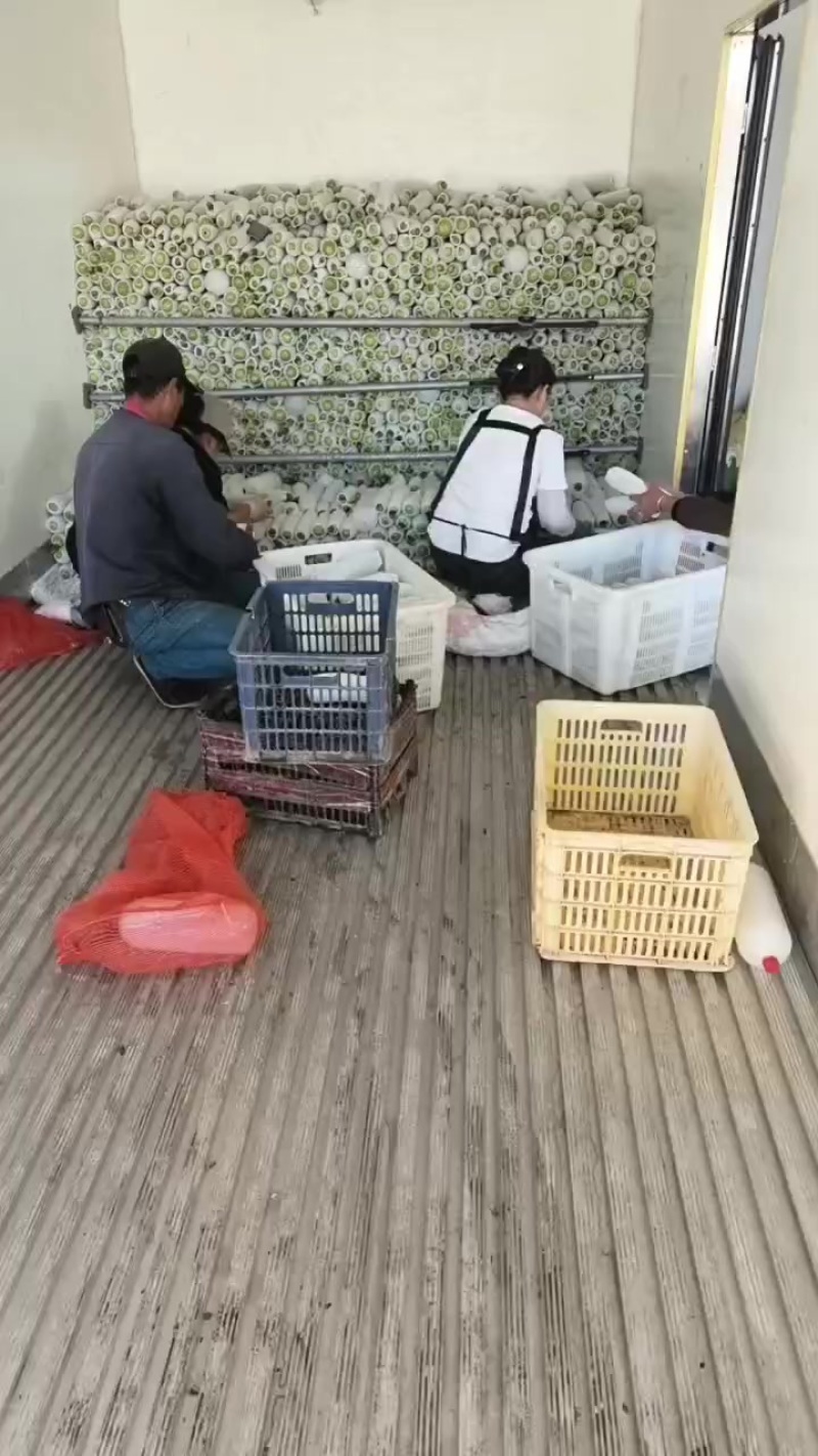 精品西葫芦