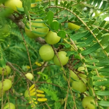 油甘果