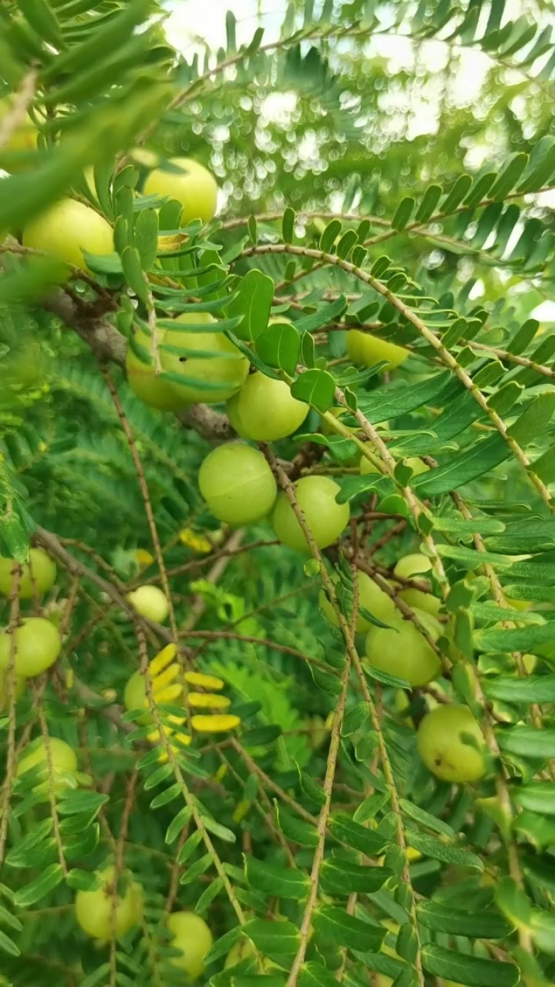 油甘果