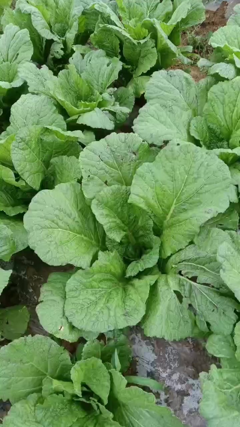 贵州省威宁县青菜