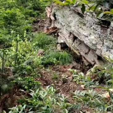 高山土蜂蜜
