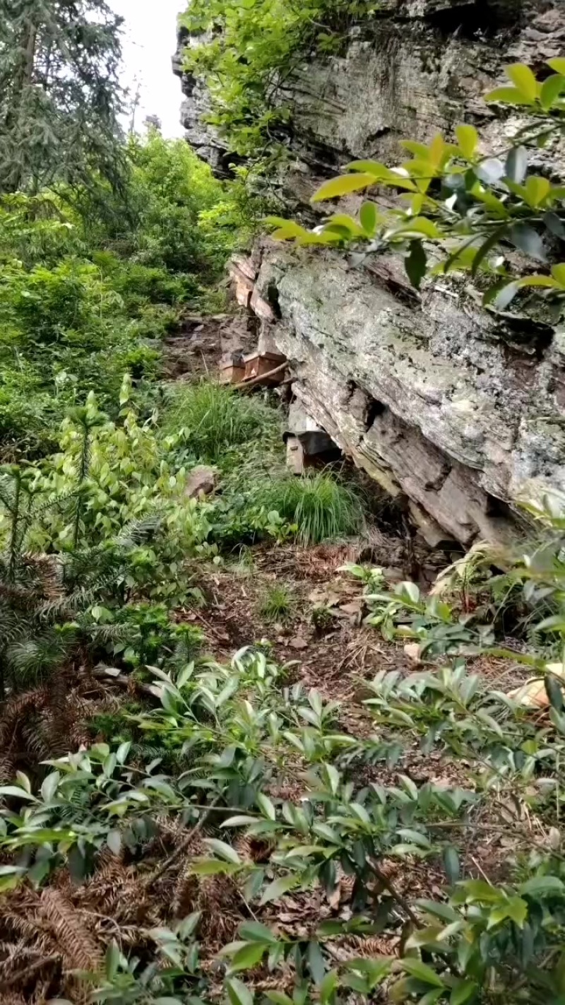 高山土蜂蜜