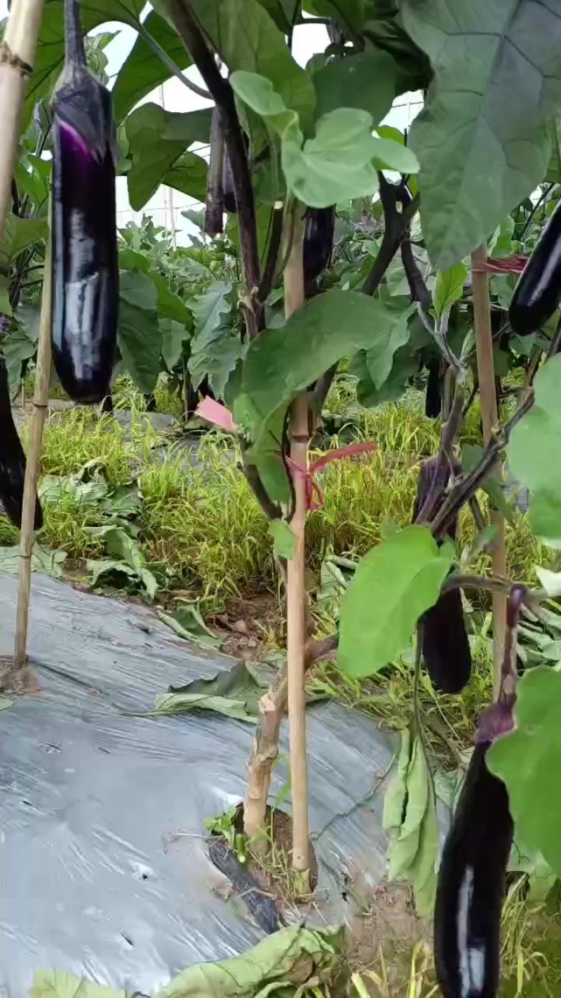 贵州烧烤茄