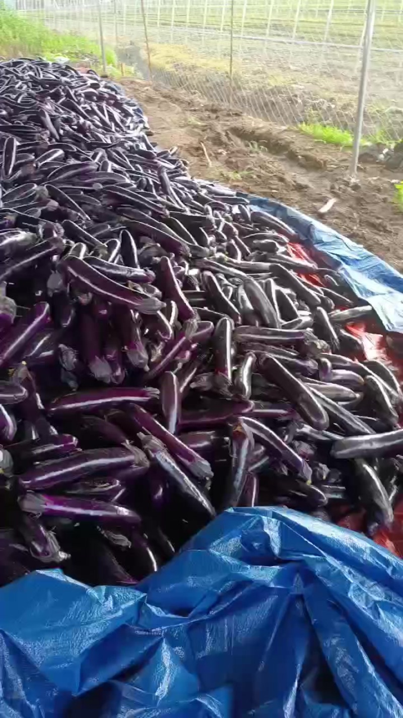 贵州烧烤茄