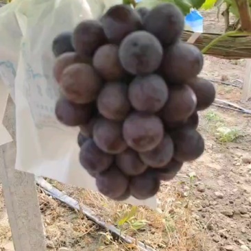 巨峰葡萄，新品种，长野紫巨峰葡萄