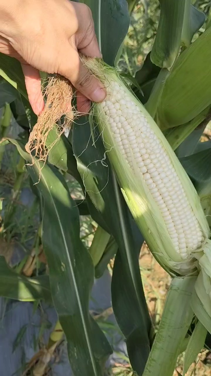 糯玉米