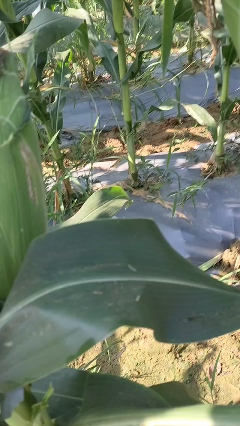 糯玉米