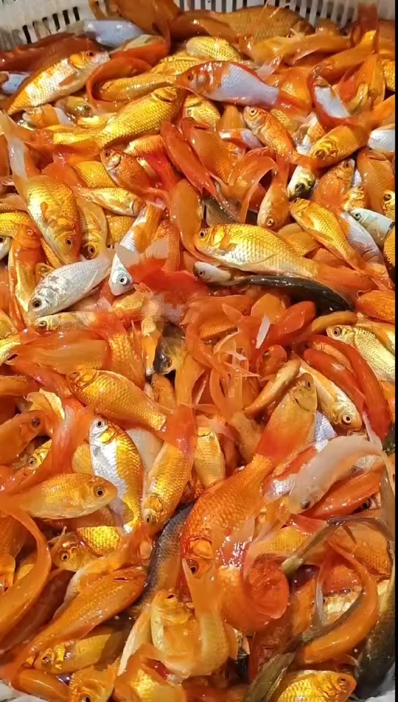 精品红草金