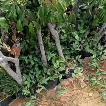 勒荔木圈枝木苗。