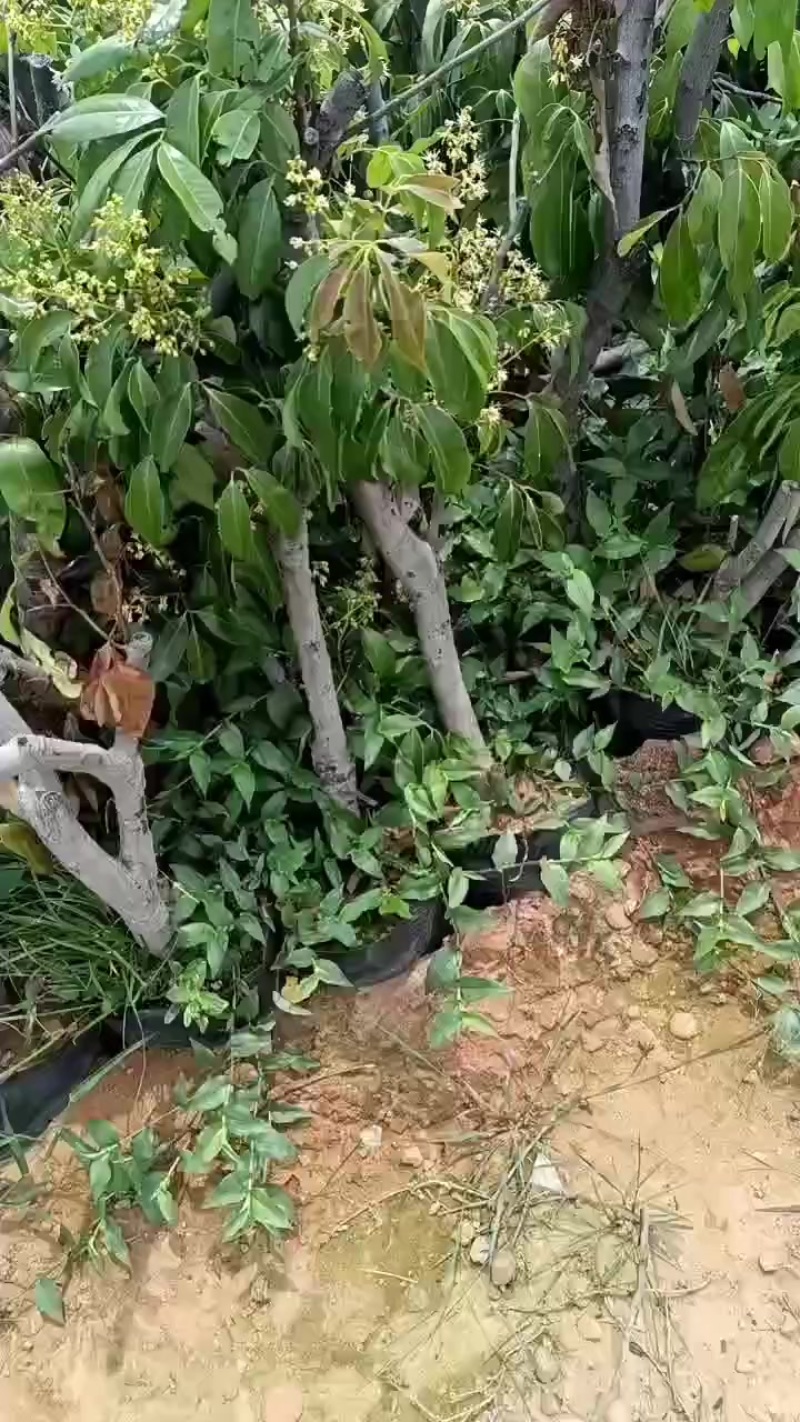 勒荔木圈枝木苗。