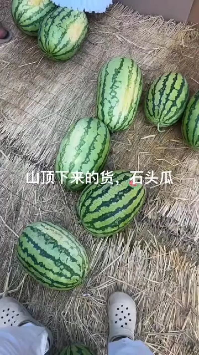 宁夏石头瓜，皮薄肉