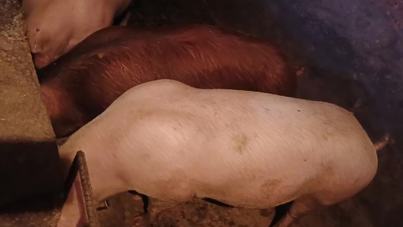 肥猪
