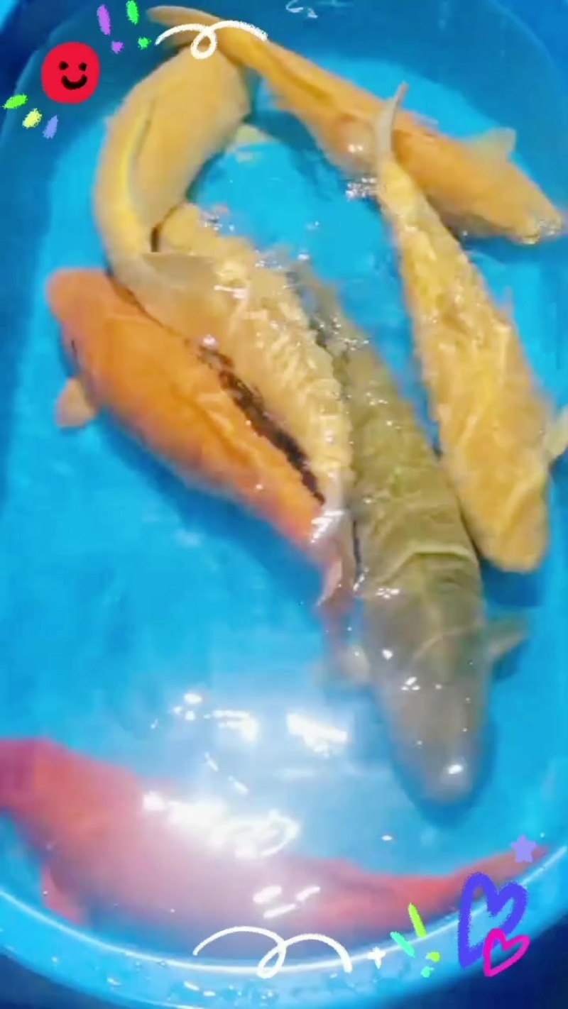 自家产二代锦鲤各种尺寸规格都有支持全国发货