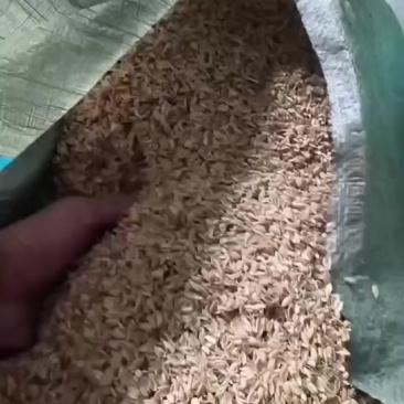 打包圆壳发酒厂装货中！