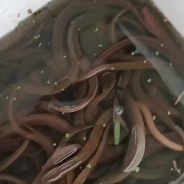 黄鳝