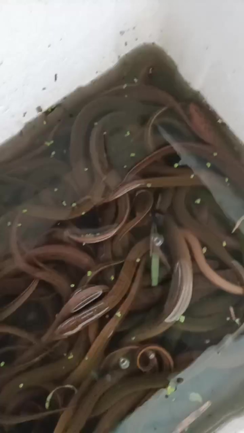 黄鳝
