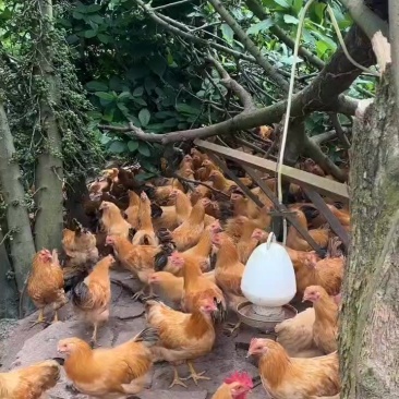 3个月续养鸡。3斤重以上。