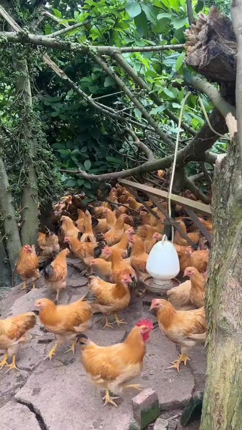 3个月续养鸡。3斤重以上。