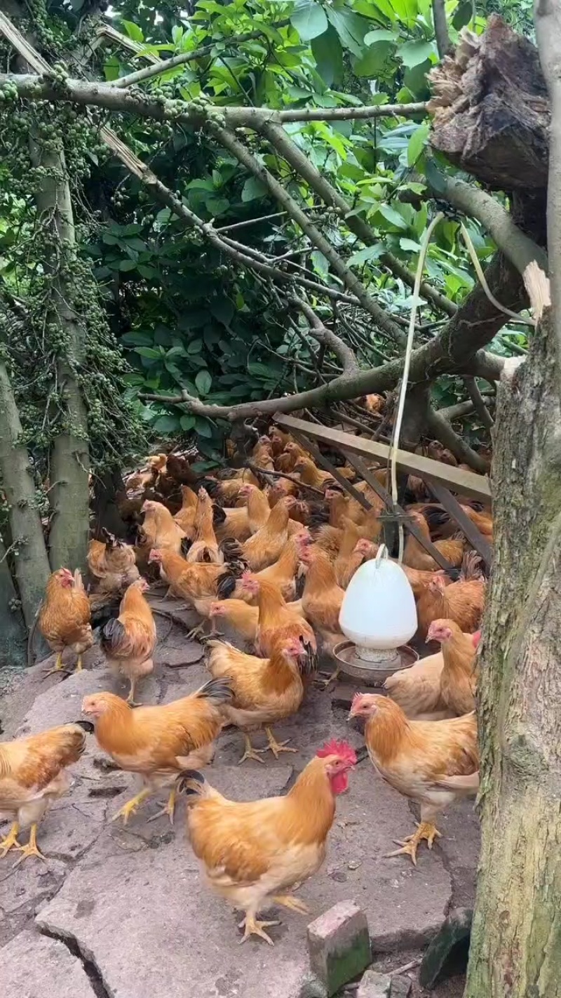 3个月续养鸡。3斤重以上。