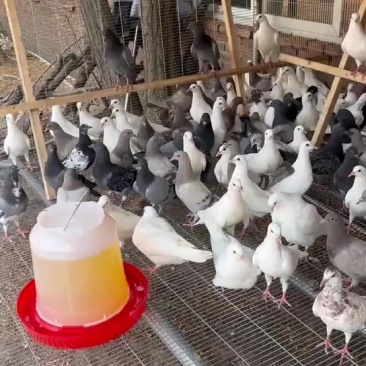 乳鸽，幼鸽