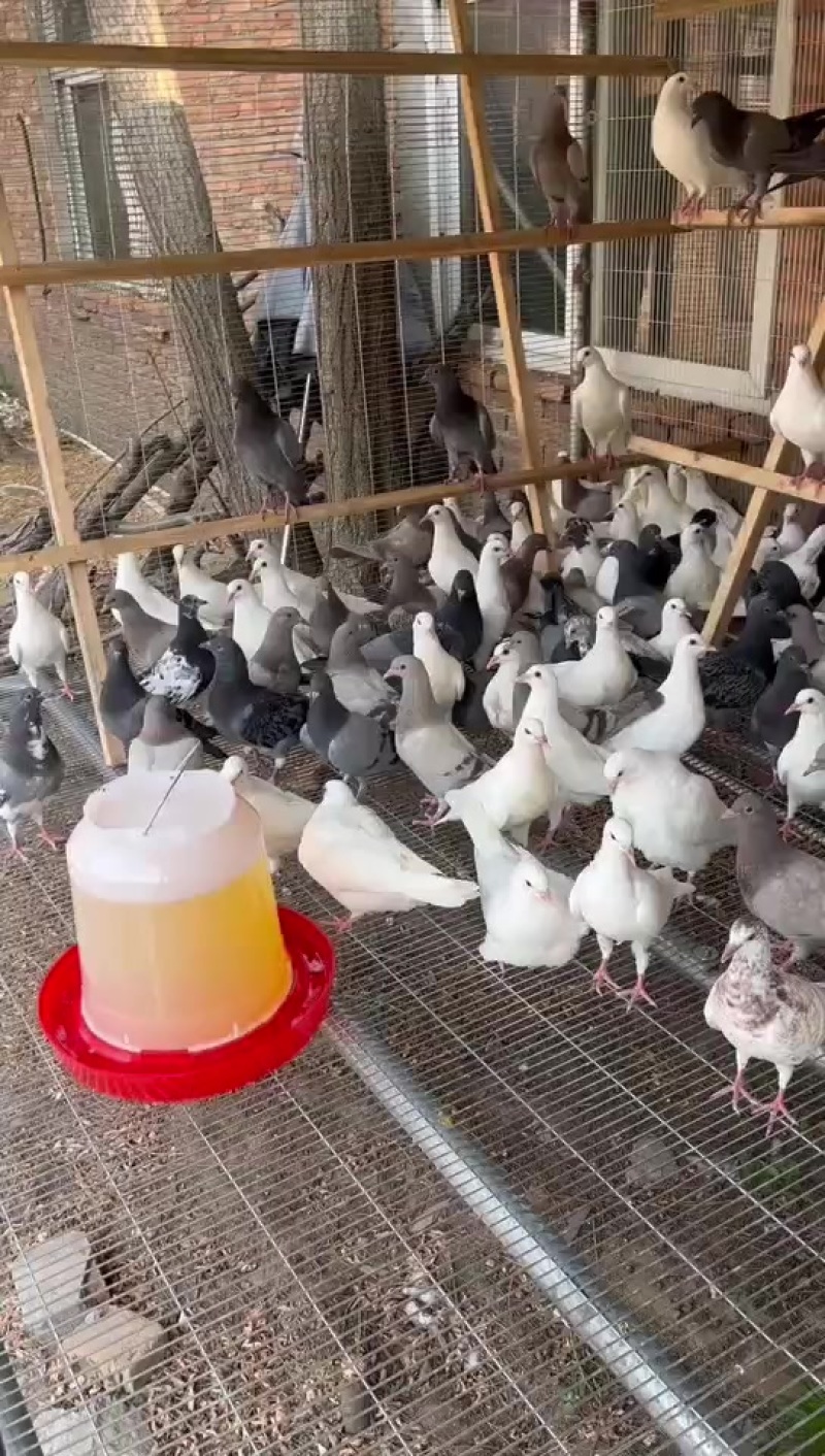 乳鸽，幼鸽