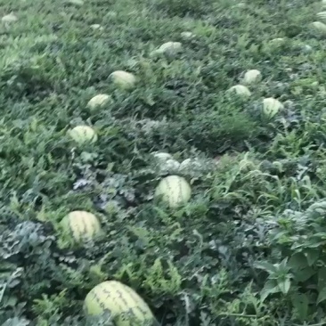 石头瓜